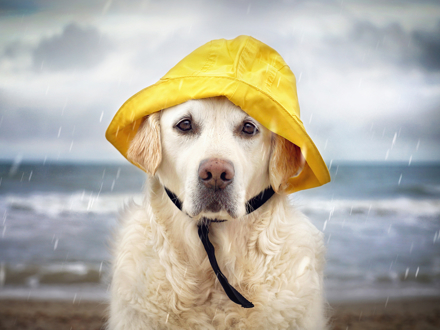 Dog entertainment: What to do on a rainy day!